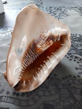 Tolle Muschel Aus SAMMLUNG