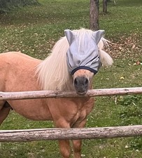 fliegenmaske minishetty