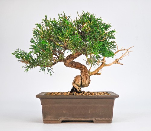 Bonsai wacholder juniperus - wacholder,