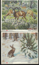 36 Sammelbilder - Voss Margarinefabrik - Das Tierreich Band I - 1951