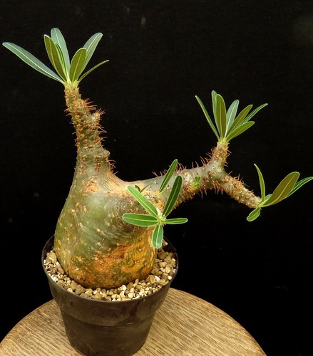 Pachypodium gracilius