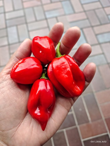Hausgemachtes-Habanero-Chili-K