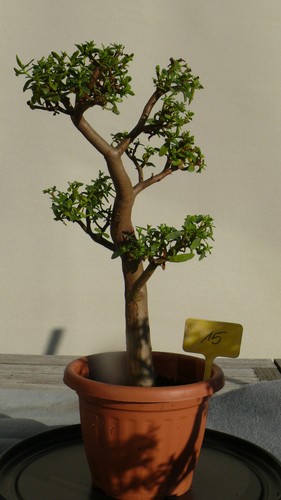 Bonsai wüstenbaum 3 - bonsai,wüstenbaum, nr.3