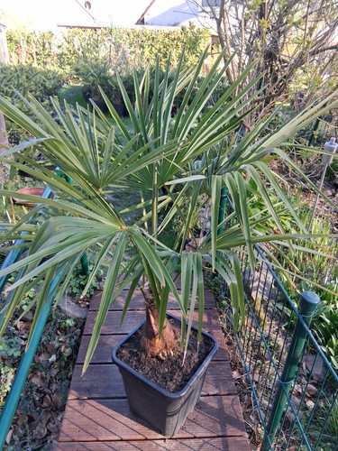 Hanfpalme trachycarpus - 1,