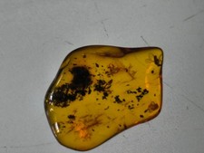 Bernstein  mit  Insekt und