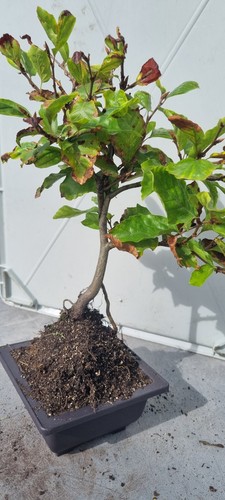 Bonsai buchenbaum fagus - bonsai,,