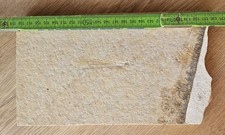 Libelle Fossil aus Solnhofen Eichstätt