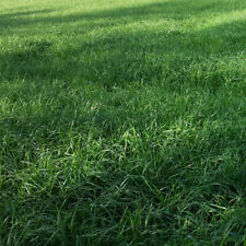 Welsches Weidelgras 25 kg diploid Lolium multiflorum Futtergras Heu Silage