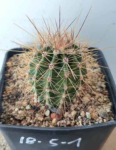 Carnegia gigantea saguaro - carnegia, gigantea,