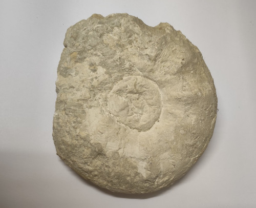 Großer ammonit 16 cm - x,