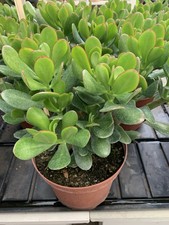 Crassula ovata geldbaum - crassula, xl
