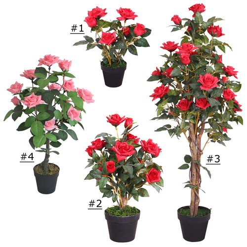 Rose rosenstock rosenbusch - rose,