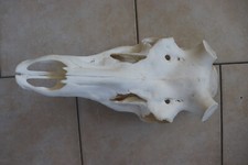 Hirschschädel endzeitdeko