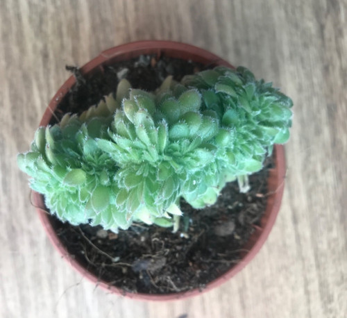 Aeonium tabuliforme cristata - ,