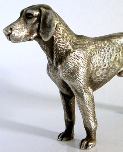 Versilberte labrador hund - versilberte,