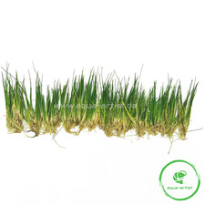 20x Eleocharis parvula Bodendecker – Aquariumpflanze Aquascaping