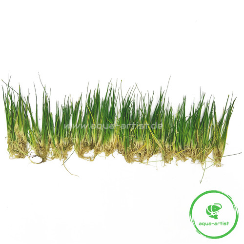 20x eleocharis parvula - eleocharis,
