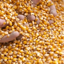 Futtermais Mais Hühner Tauben Geflügel Wild Futter Maiskörner 25 kg Hasen Nager