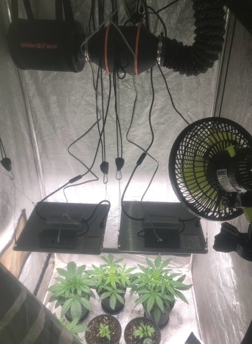 Komplettes grow set - komplettes, spider