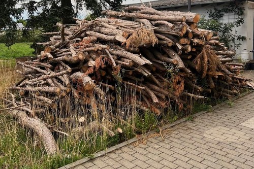 Thuja stamm brennholz hartholz - thuja,