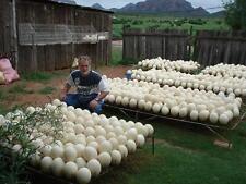 2 Straussenei Straußeneier natur weiß creme erste Wahl Südafrika ausgeblasen