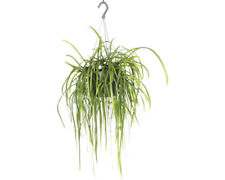 Blattkaktus Ampel FloraSelf