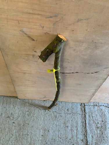 Blackthorn shillelagh - blackthorn,