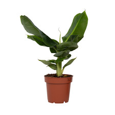 Plant in a Box  Bananenpflanze