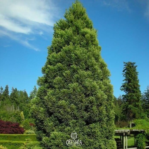 Cryptomeria japonica stück - cryptomeria,