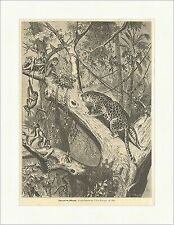 Tiger auf der Affenjagd Frenzel Tiere Urwald Baum Klettern Holzstich E 14868