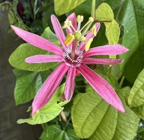 Passiflora sanguinolenta - ,