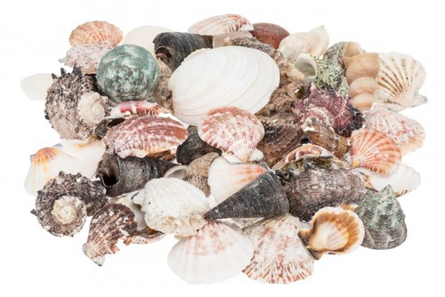 Nadeco muschelmix 520g - ca., |