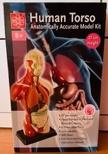 Anatomie Menschlicher Torso - Körpermodell, Oberkörper Schülertorso