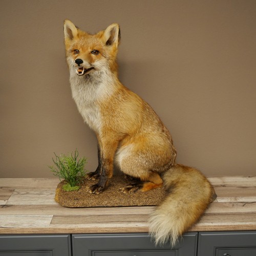 Fuchs rotfuchs sitzend - rotfuchs,