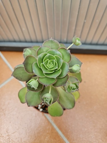 Sukkulente aeonium volkeri - aeonium,