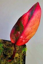 Sehr Schöner Philodendron