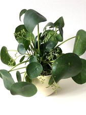 Glückstaler "Pilea peperomioides" Ufopflanze Bauchnabelpflanze Chin. Geldbaum