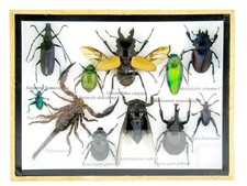 Einzelstück - echte