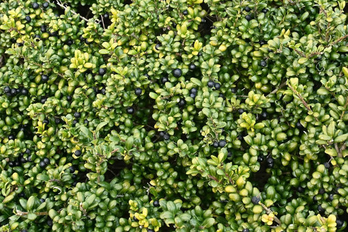 Ilex crenata convexa - crenata, 'convexa'