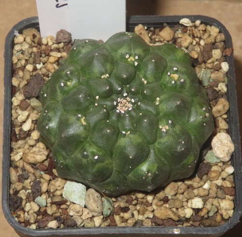 Euphorbia gymnocalycioides 4cm