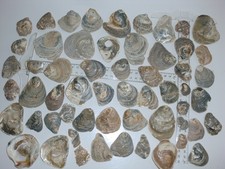650g Austernschalen Oyster