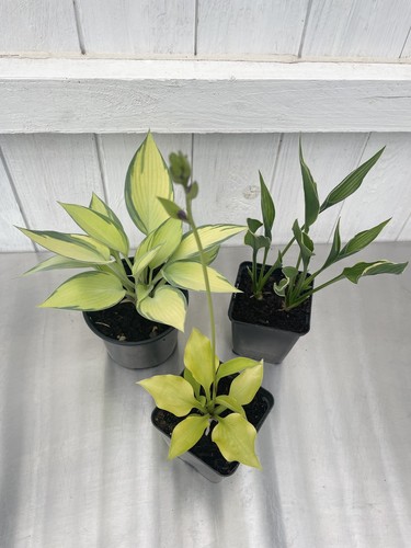 3er set hosta - hosta, für