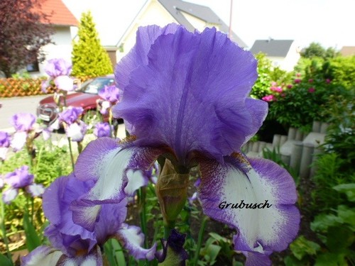 Iris schwertlilie hohe - schwertlilie,,