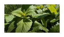 30x Zitronenmelisse Citrina