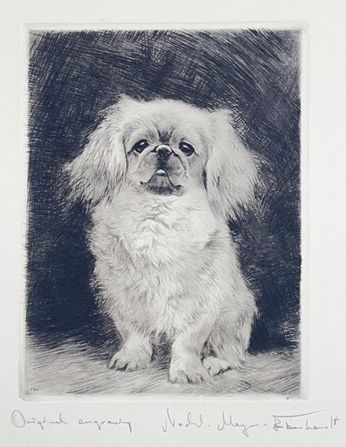 Pekinese sitzend radierung - sitzend",