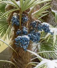 100 Samen der Hanfpalme Trachycarpus Fortunei - winterharte Hanfpalme Ernte 2025
