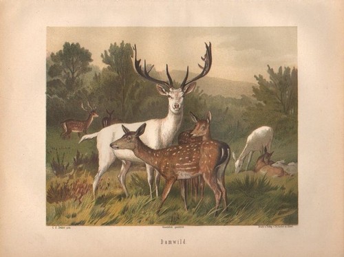 Damwild chromolithographie - damwild.,
