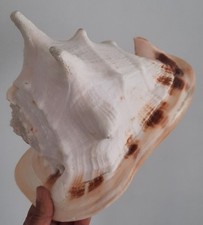 Kuriosität, Taxidermie