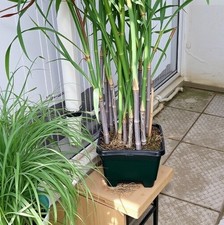Zuckerrohr bambus pflanze - zuckerrohr,