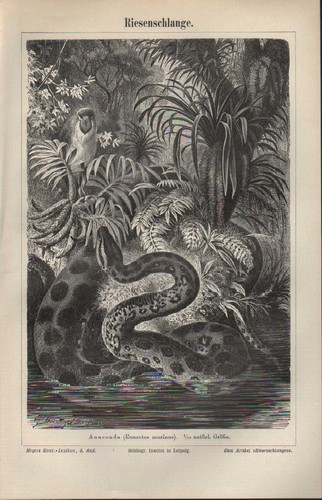Lithografie 1896